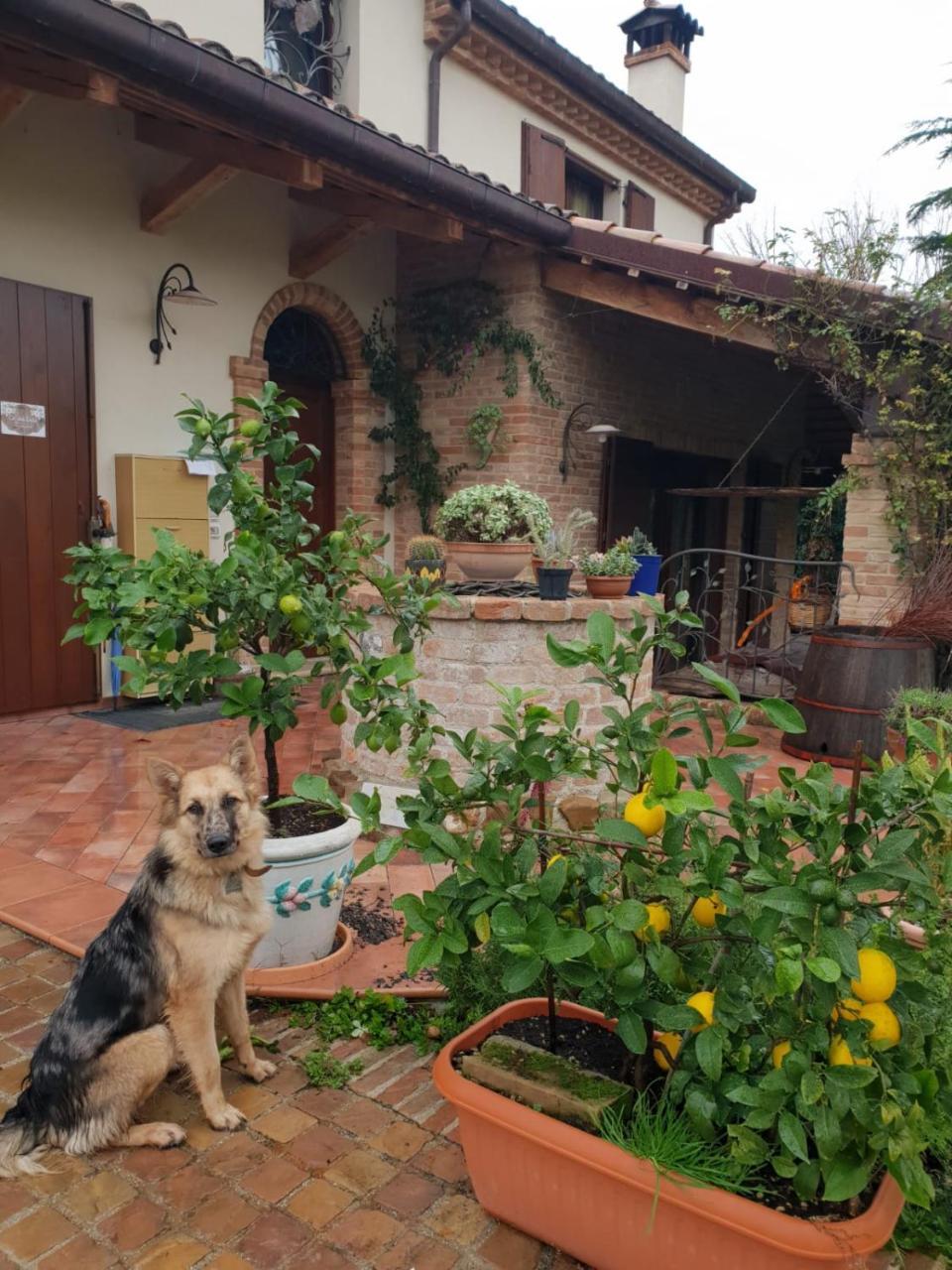 Ca' Dei Gelsi B & B コリアーノ エクステリア 写真